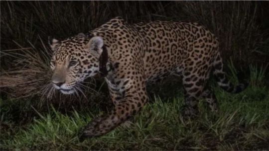 Con la llegada de Takajay, el Parque Nacional Iberá ya cuenta con al menos 35 yaguaretés